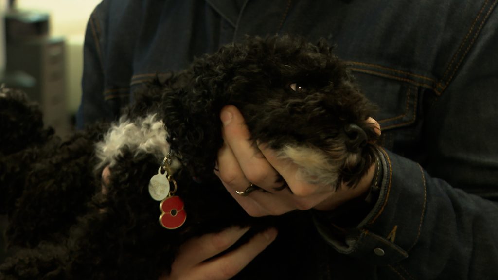 Dolly the Toy Poodle - Dog-friendly workplace