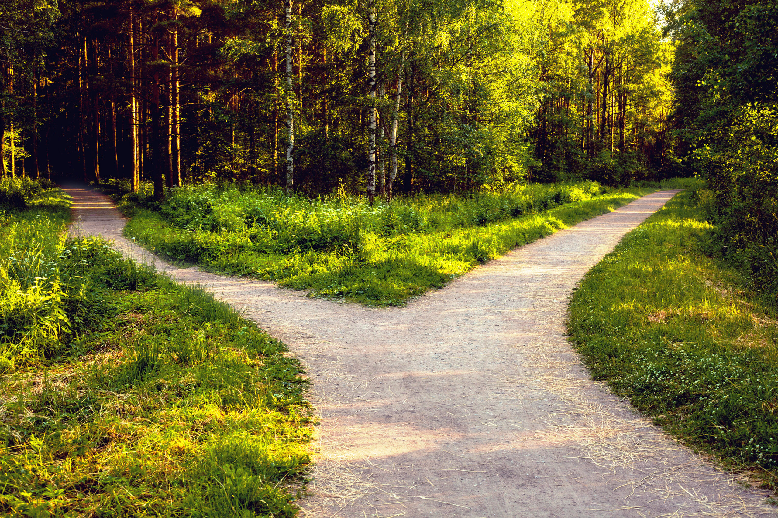 Divergence of directions. The wide path in the park is divided into two trails. Conceptual landscape.