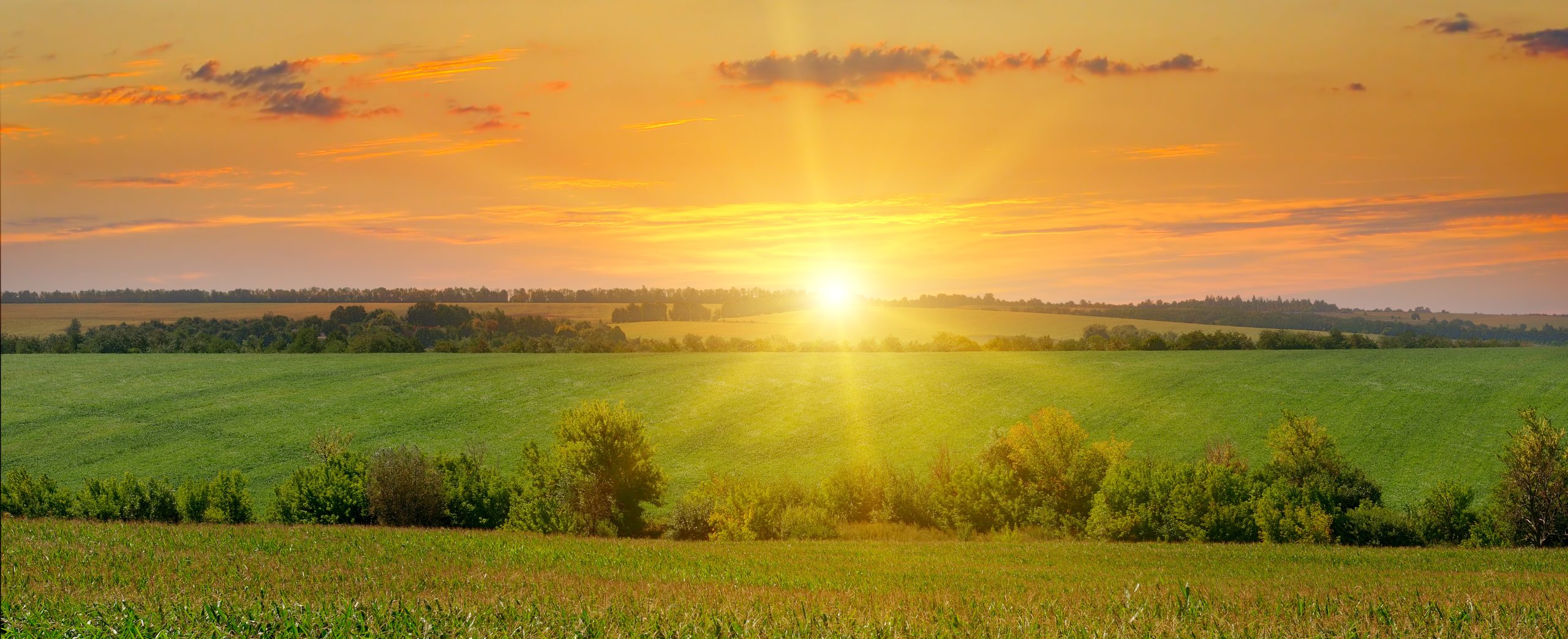 corn field and sun rise on blue sky. Wide photo.