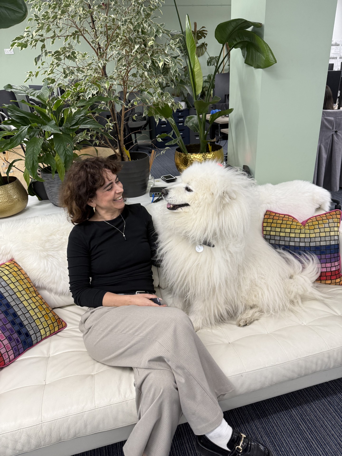 bearr Fluffy white dog and employee in office