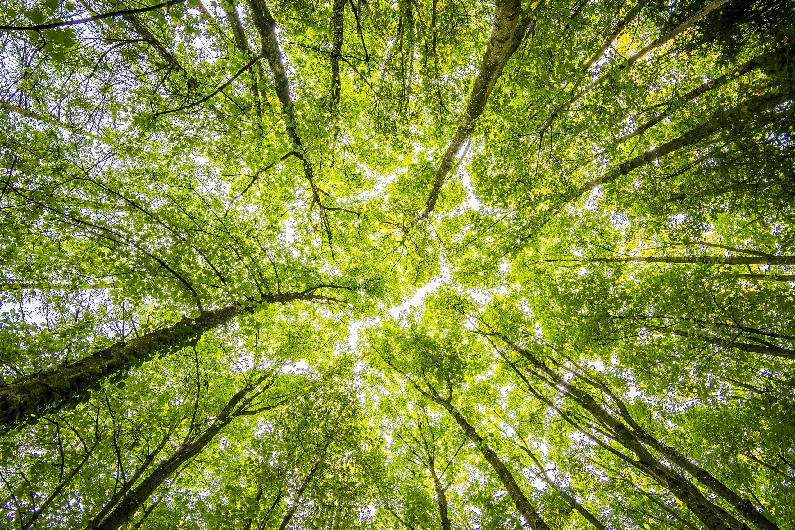 photo looking up at trees with light coming through