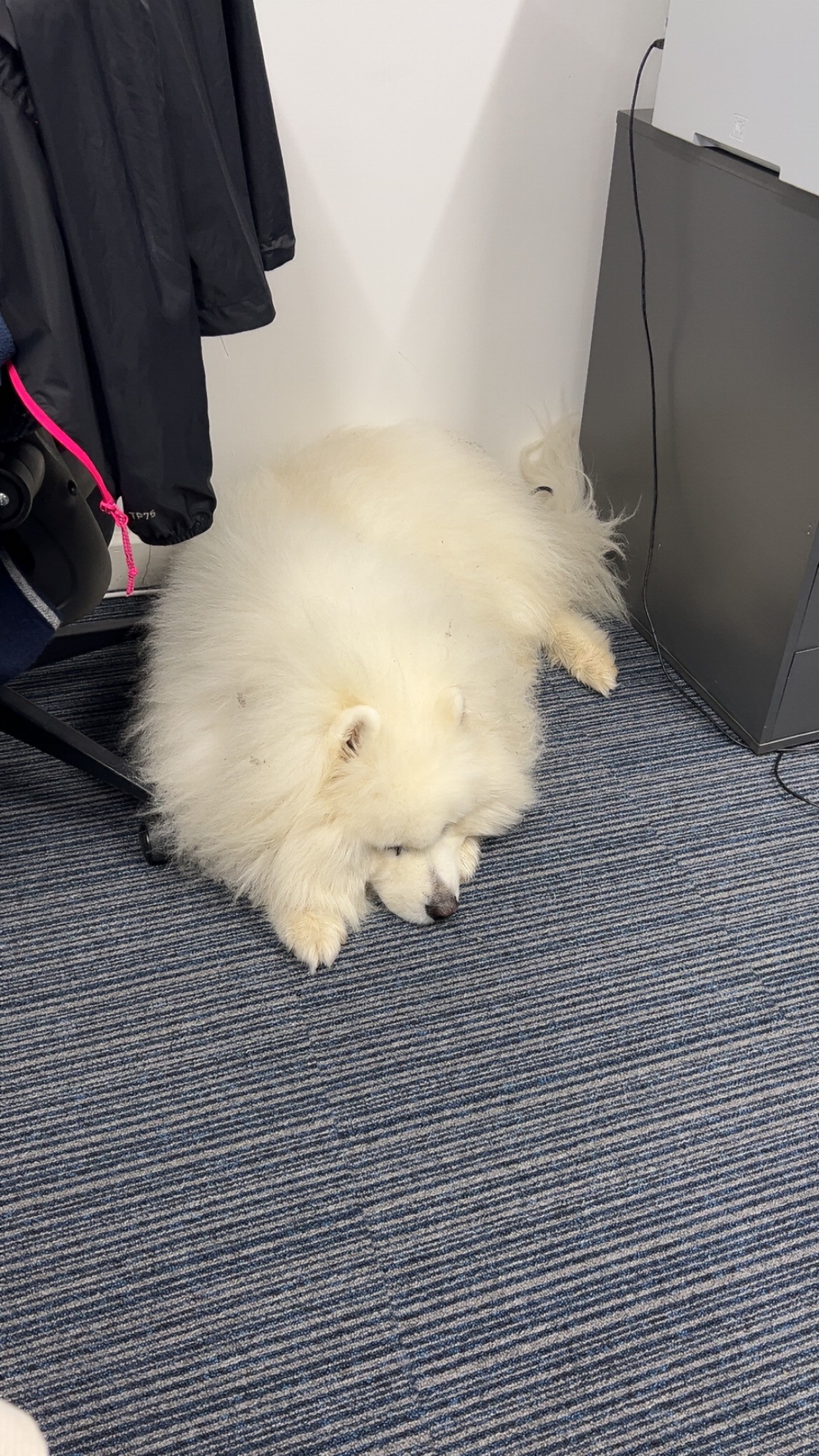 dog asleep