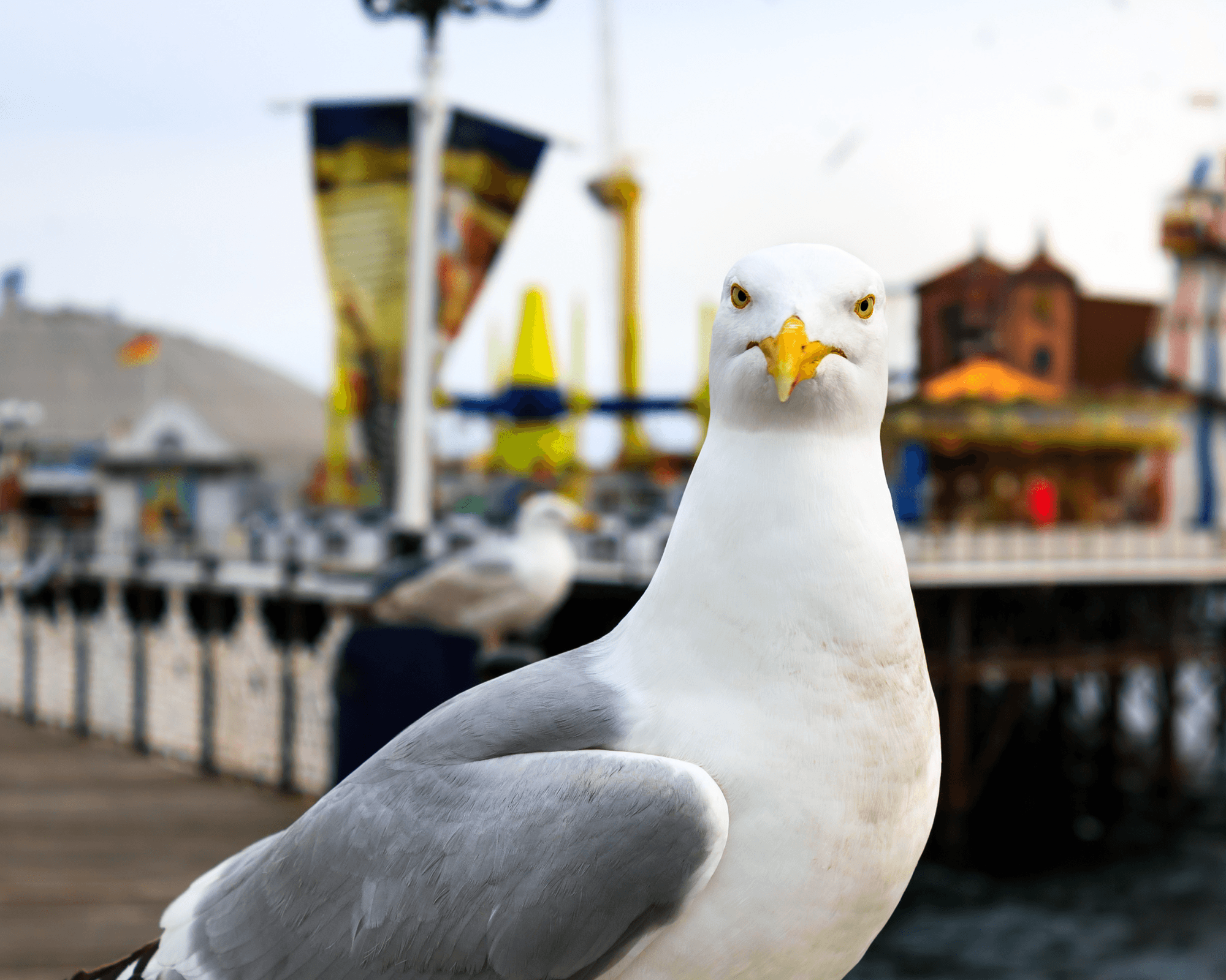 Brighton_Seagull_Our_Culture.jpg