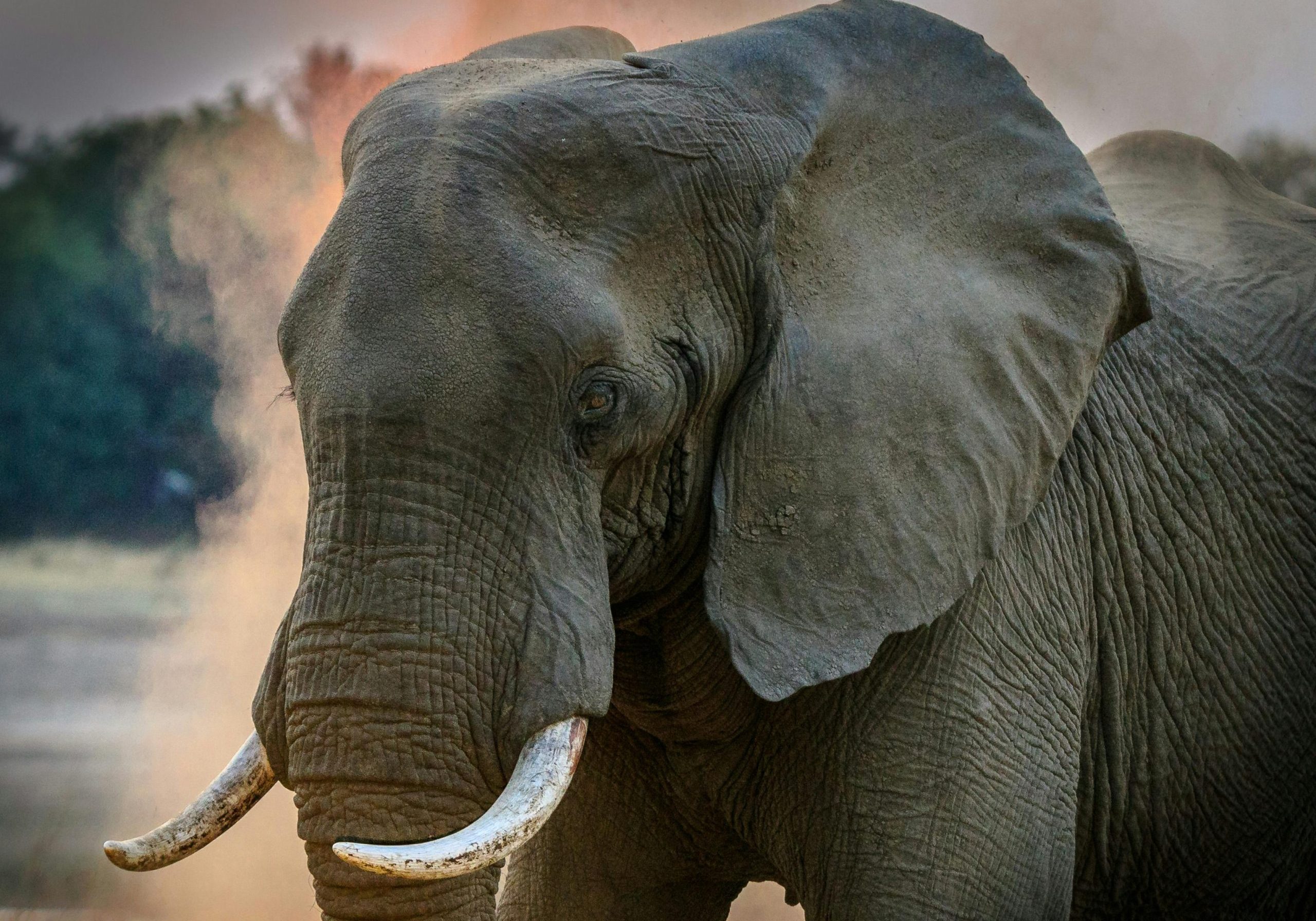 pexels-hsapir-1054666 elephant