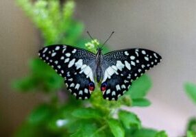 butterfly on a leaf